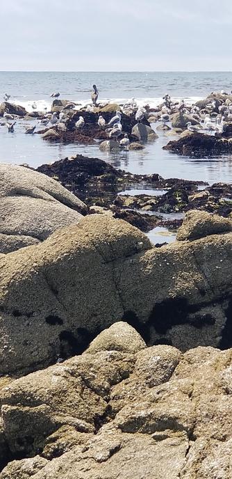 Brown pelican standing on a rock, looking out to sea. Possibly scouting for his next meal.
Monterey,  California,  July 31, 2024