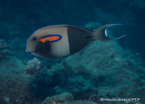 A gray fish as long as your arm, marked with a distinctive orange bar over its pectoral fin, swimming over a reef.