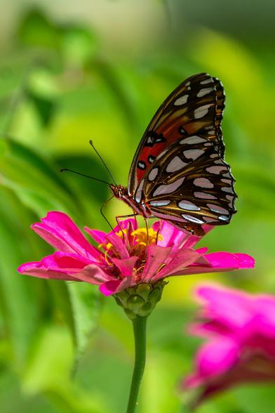 An orange butterfly white large white spots on its wings and body nectars from the yellow disc flowers of a Zinnia, surrounded by its vibrant pink ray flowers