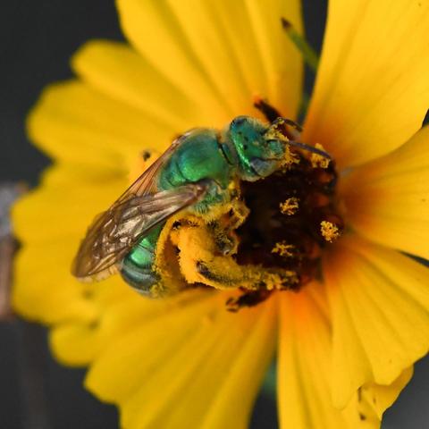 Close-up of a metallic green bee with pollen on its head and legs, on a yellow flower.