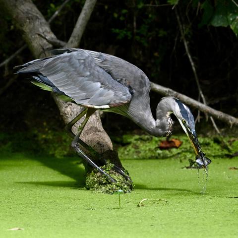 A great blue heron with a fresh-caught fish. The bird, which is holding a silver fish in its beak, is hunched over a green, algae-covered pond. The bird is perched on a partially submerged branch. Its wings and neck are gray; its head has a blue cap and white feather streaking back from its yellow eyes.