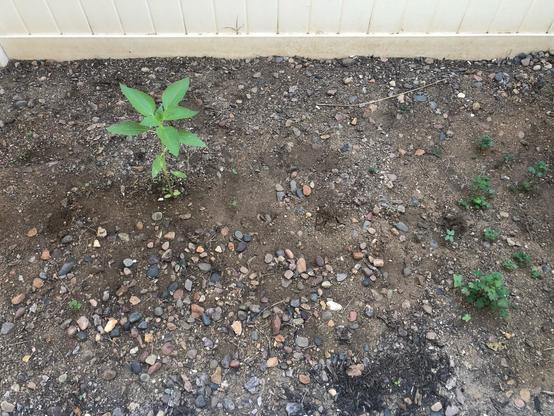 gopher came back for remains of sunflower, leaving other one for another day’s snack