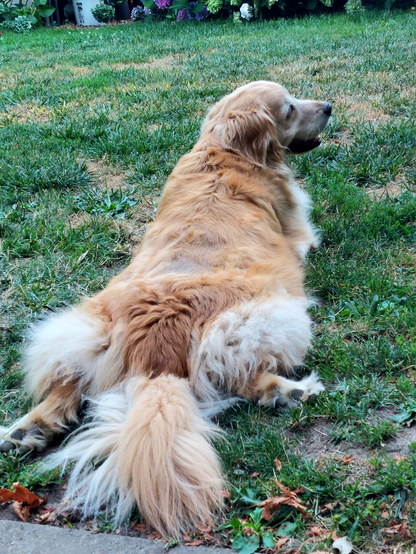 A sweet Golden Retriever lies on her stomach in the grass with her rear legs extended and her head turned to the side