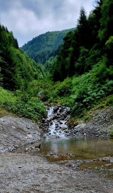 Gebirgsbach und Wald