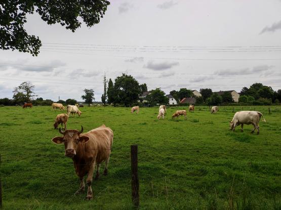 Rinder auf einer Weide