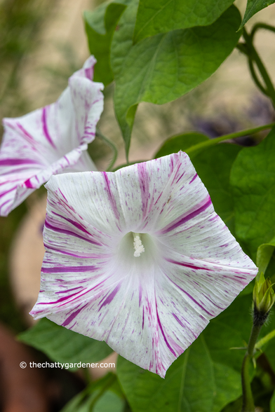 White Ipomoea flowers with dark pink veins.
