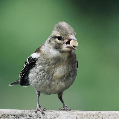 Photo of a young Chaffinch on a feeding tray with a rather large sunflower seed in its beak.
I am always amazed how much volume those little birds can produce if they are singing, calling or chatting