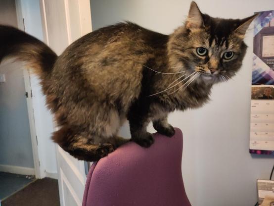 A domestic long hair cat balanced precariously on the back of an office chair.