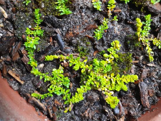 Several plants of the same species in different sizes. One tiny green plant spreads out in a star shape with arms from the centre. The diameter is approx. 2 cm. It's the plant shown in the macro photos.