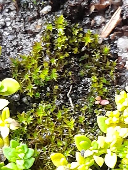 Macro of a moss. The plant grows together and in this moss.