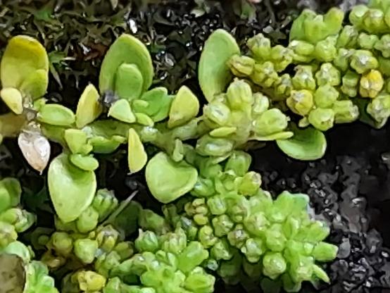 Macro of one of the plant arms. It shows tiny roundish leaves with tips and densely packed tiny green buds (or flowers?).