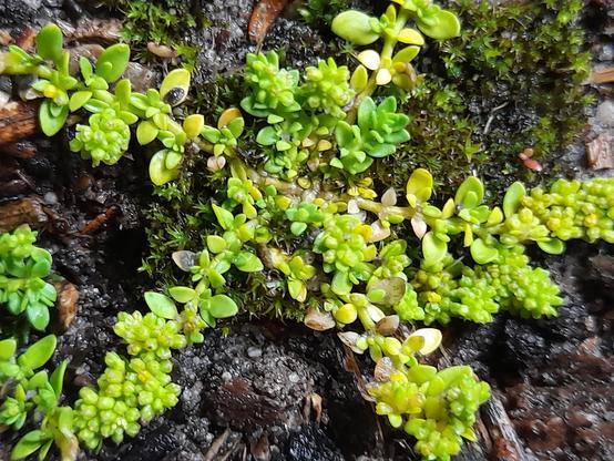 Photo of one of these plants with its moss.