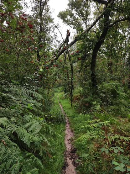 Trampelpfad mit umgestürzten Baum und Witwenmacher