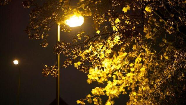 La llum artificial endureix les fulles dels arbres