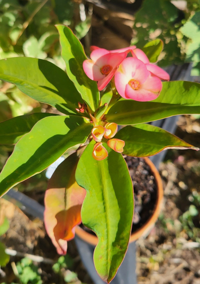 A small Euphorbia milii '7 diamonds' hybrid houseplant, outdoors in sunshine. Flower buds, newly opened buds, and established flowers are visible.