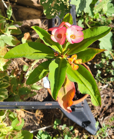A small Euphorbia milii '7 diamonds' hybrid houseplant, outdoors in sunshine. Flower buds, newly opened buds, and established flowers are visible.