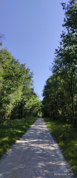 Photo d'illustration d'un chemin forestier avec des arbres de part et d'autre d'une trace de calcaire 