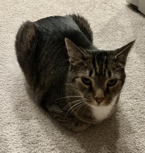 Photo of a brown and black striped tabby cat with a white chest. He lays on a carpeted floor in the “loaf position”, legs and tail tucked neatly underneath him. He looks up at the camera.