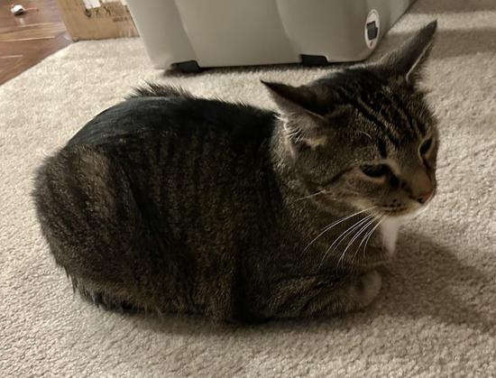 Right side profile view of a brown and black striped tabby cat with a white chest. He lays on a carpeted floor in the “loaf position”, legs and tail tucked neatly underneath him.