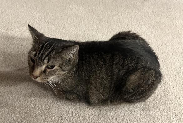 Right side profile view of a brown and black striped tabby cat with a white chest. He lays on a carpeted floor in the “loaf position”, legs and tail tucked neatly underneath him. He looks slight to his left toward the camera.