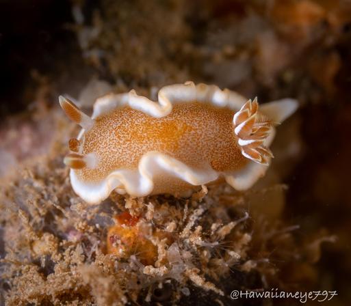 A caramel-colored sea slug trimmed in white crawling over a reef.