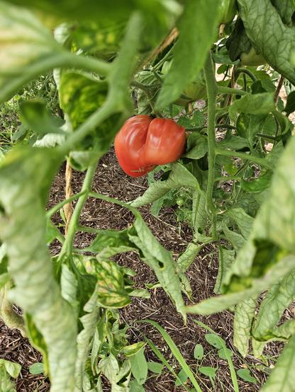 A red heart-shaped tomato on a vine, in a greenhouse