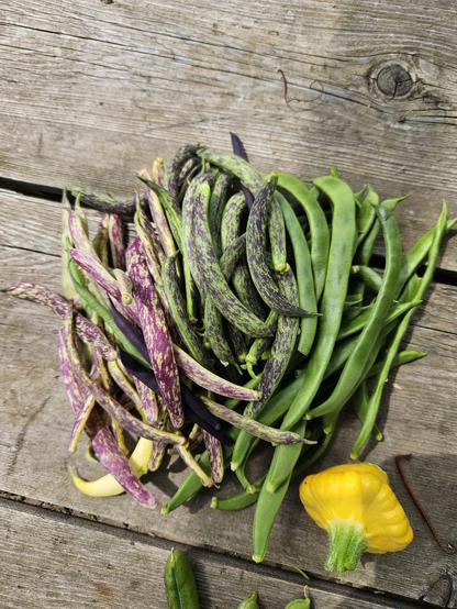 A small pile of freshly harvested runner and French beans on a grey, weathered allotment table, with a young yellow pattypan squash bottom right. Some beans are green, some have purple stripes. All are tasty!