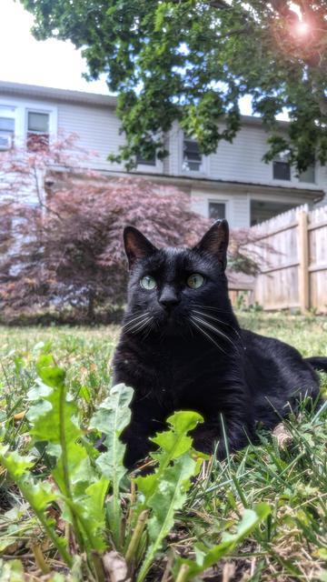 black cat with green eyes lays in grass in front of Japanese maple in summer