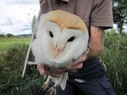 Barn owl looks angry being held to camera