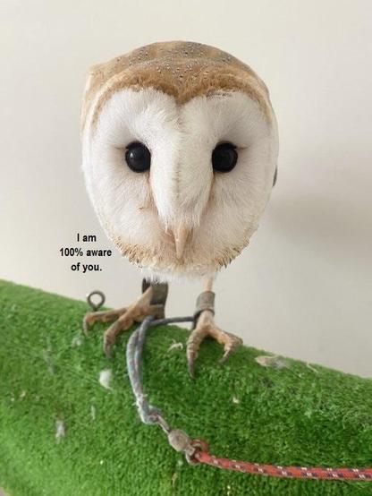 Barn owl leaning forward, looks like a cut apple on legs

Text: I am 100% aware of you.