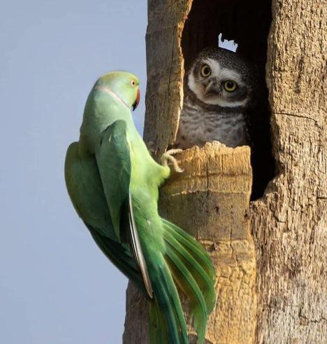 An owl in a tree hole, its beak slightly open, looking at a green Amazon parrot at the hole