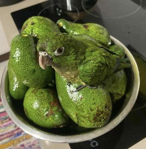 Green parrot atop a bowl of green avocados. It almost blends in