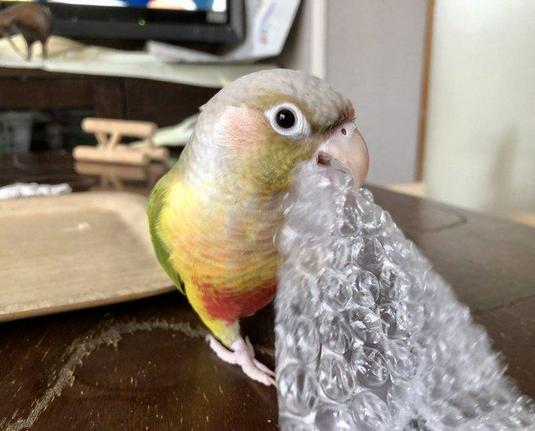 Parrot biting bubble wrap