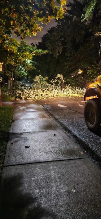 Downed tree. Felt like I was in a sidequest