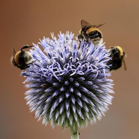 Photo of three busy Bumblebees on a Globe Thistle collecting food.
There is a group of Globe Thistles and Bumblebees are there all day long.
Some will even stay there and sleep on the plant over night.