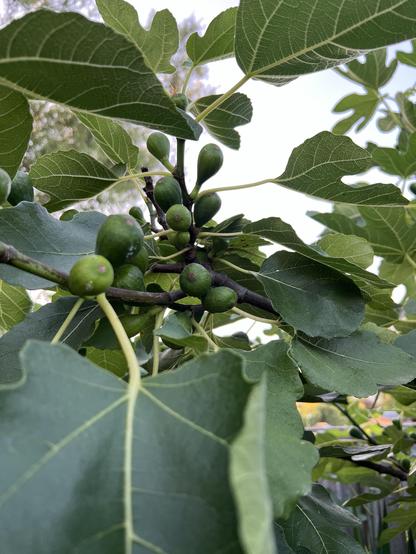 Heel veel onrijpe groene vijgen hangen in boom bij elkaar, van dichtbij gezien. 