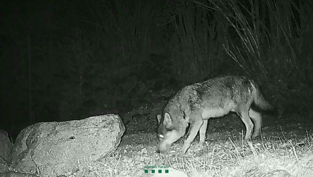 Un parany i càmeres de fotoparament van permetre captar el llop que es mou pel Collsacabra (Agents Rurals)