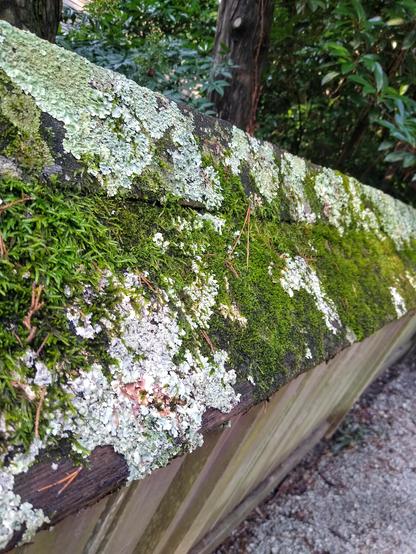 A close up of the angled top board of a wooden fence. The shot looks down the length of the board, with the near end in focus. The board is covered in pale green lichen and vibrant green moss, with little bits of the dark wood of the board peeking through here and there. Trees can be seen in the background, and the gravel of the  path is just visible at the base of the fence.