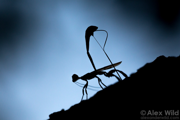 Photographic silhouette of a leggy, tall black insect with a raised abdomen pushing a straight drill of an ovipositor directly into the substrate, against an irregularity vignetted blue background.