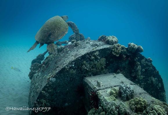 A sea turtle hovering over a concrete structure on the ocean floor.