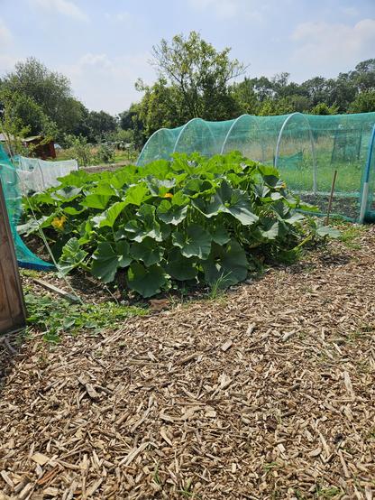 Winter squash plants going bananas. There's a netted bed behind to the right, and a woodchipped path in the foreground.