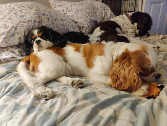 Trevor; a tricolor CKCS puppymill survivor; laying on the bed snuggling his sister Brittany. He is jammed inbetween pillows and Brittany looking at the camera.