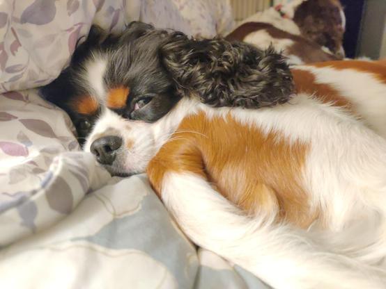 Trevor; a tricolor CKCS puppymill survivor; laying on the bed snuggling his sister Brittany. He is jammed inbetween pillows and Brittany with sleepy eyes.