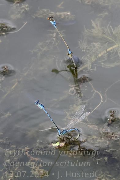 Zwei Tandems von Kleinlibellen bei der Eiablage in einem Teich: die dunkler gefärbten Weibchen sitzen auf Wasserpflanzen und legen mit nach unter die Wasseroberfläche herabgebogenen Hinterleibern Eier ab, während die Männchen sich mit ihrem Hinterleib am Hinterkopf ihrer  Weibchen festhalten und senkrecht auf ihnen stehen