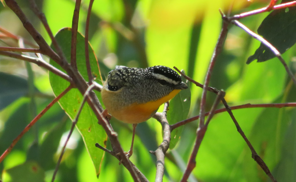 curious spotted pardalote 