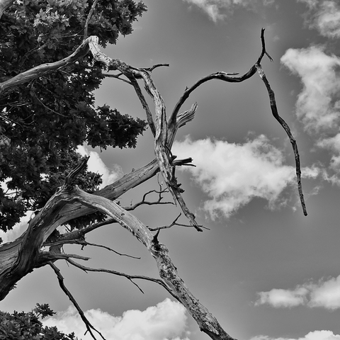 Crown of an old oak tree with dead branches and leaves silhouetted against a sunny sky with white clouds 