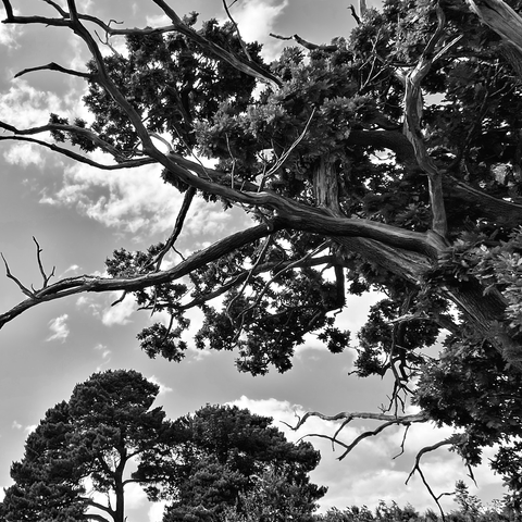 Crown of an old oak tree with dead branches and leaves silhouetted against a sunny sky with white clouds 