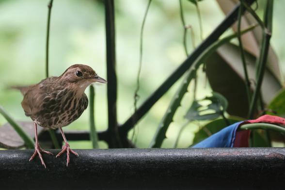 A bird (of some variety)