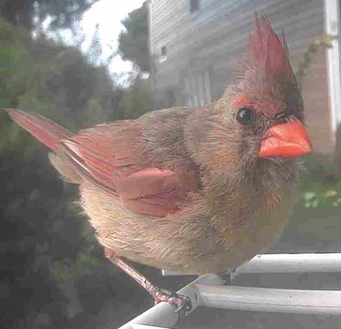 Cardinal 