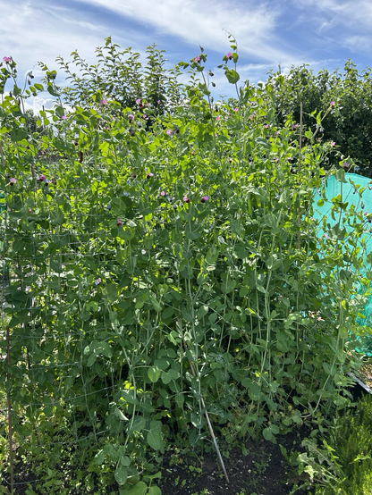 Mange tout nearly ready in my allotment 
